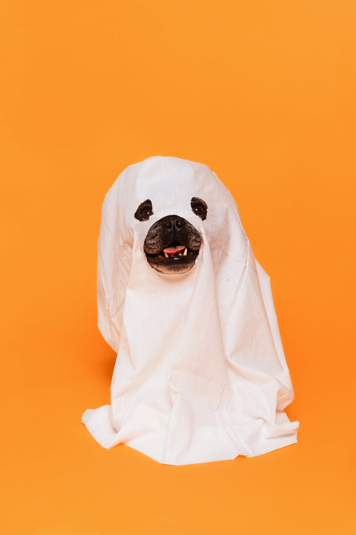 Pawsitively Spooky: Pet Halloween Costumes Collection